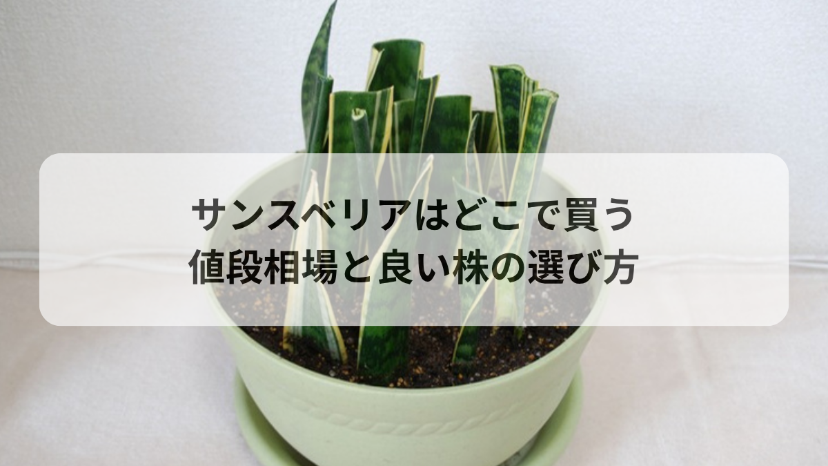 サンスベリアはどこで買う？値段相場と失敗しない良い株の見分け方