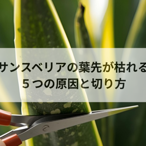 サンスベリアの葉先が枯れる5つの原因｜茶色い部分の切り方も解説