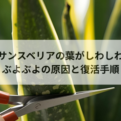 サンスベリアの葉がしわしわ・ぶよぶよになる原因と復活手順を徹底解説