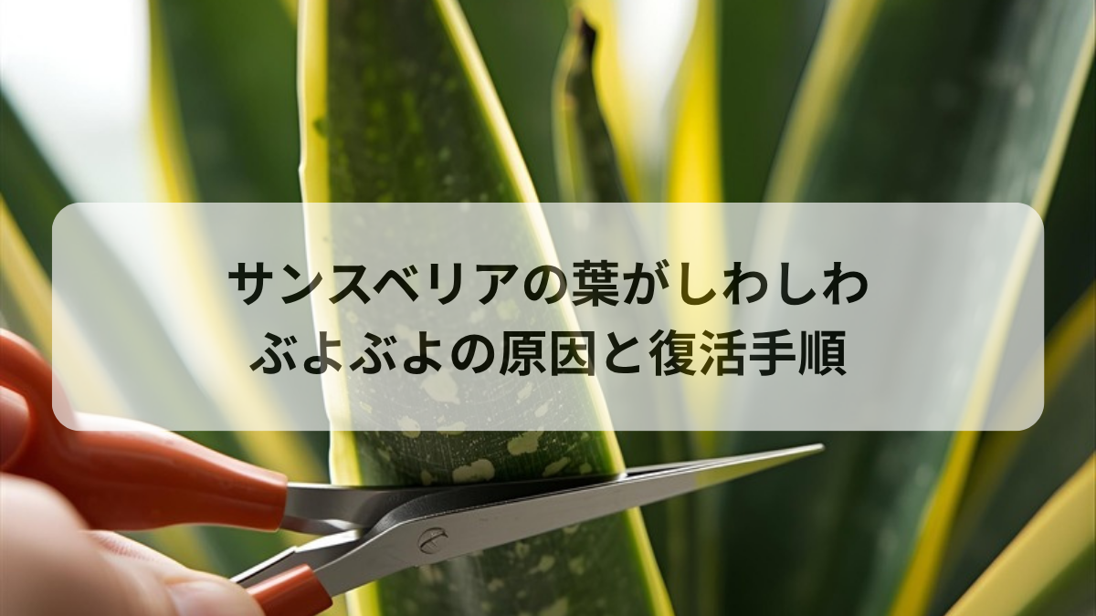 サンスベリアの葉がしわしわ・ぶよぶよになる原因と復活手順を徹底解説