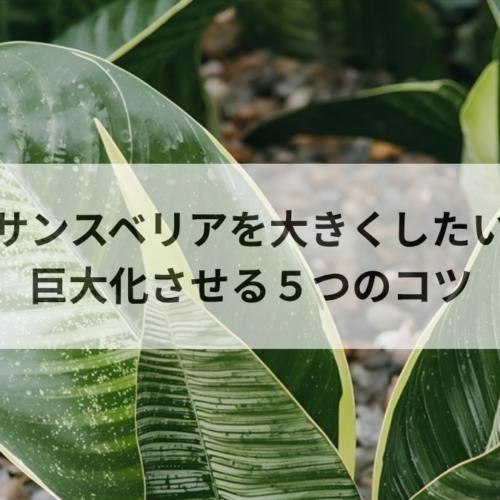 サンスベリアを大きくしたい！巨大化させる育て方5つのコツと肥料術