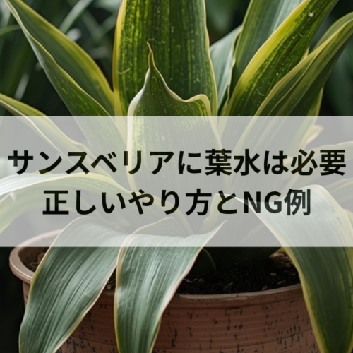 サンスベリアに葉水は必要？正しいやり方と逆効果になるNG例を解説