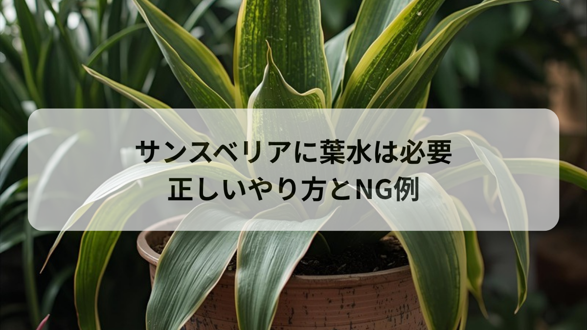 サンスベリアに葉水は必要？正しいやり方と逆効果になるNG例を解説