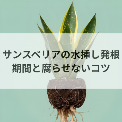 サンスベリアの水挿しで発根させる手順｜根が出る期間と腐らせないコツ