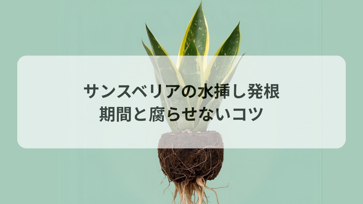 サンスベリアの水挿しで発根させる手順｜根が出る期間と腐らせないコツ