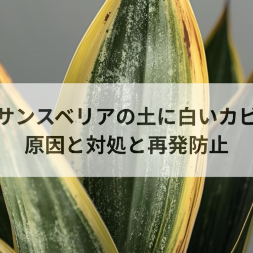 サンスベリアの土に白いカビ！原因と対処法・再発させない管理のコツ