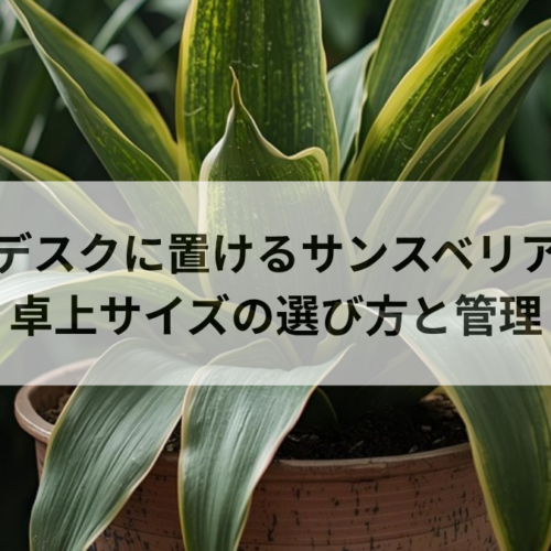デスクに置けるサンスベリア｜卓上サイズの選び方と枯らさない管理法