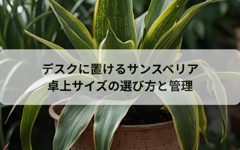 デスクに置けるサンスベリア｜卓上サイズの選び方と枯らさない管理法