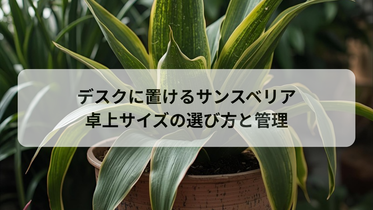 デスクに置けるサンスベリア｜卓上サイズの選び方と枯らさない管理法