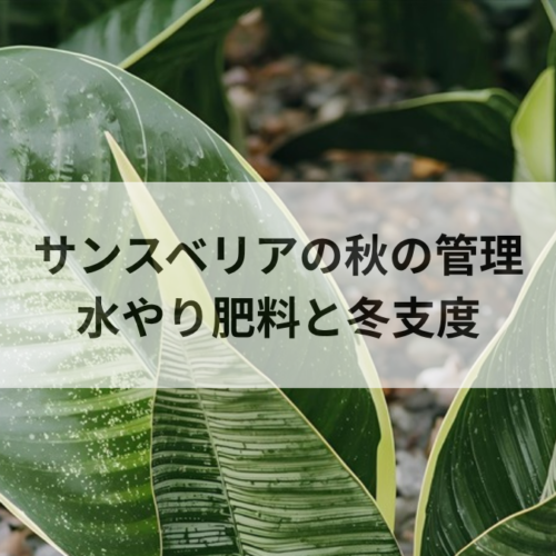 サンスベリアの秋の管理｜9〜11月の水やり・肥料ストップと冬支度