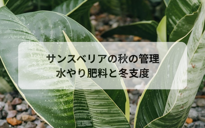 サンスベリアの秋の管理｜9〜11月の水やり・肥料ストップと冬支度