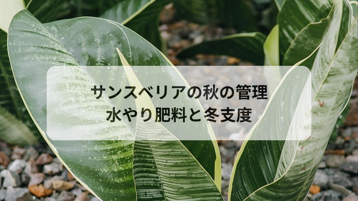 サンスベリアの秋の管理｜9〜11月の水やり・肥料ストップと冬支度