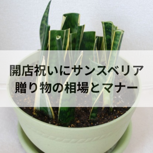 開店祝いにサンスベリアは最適？贈り物向けサイズ・相場とマナー解説