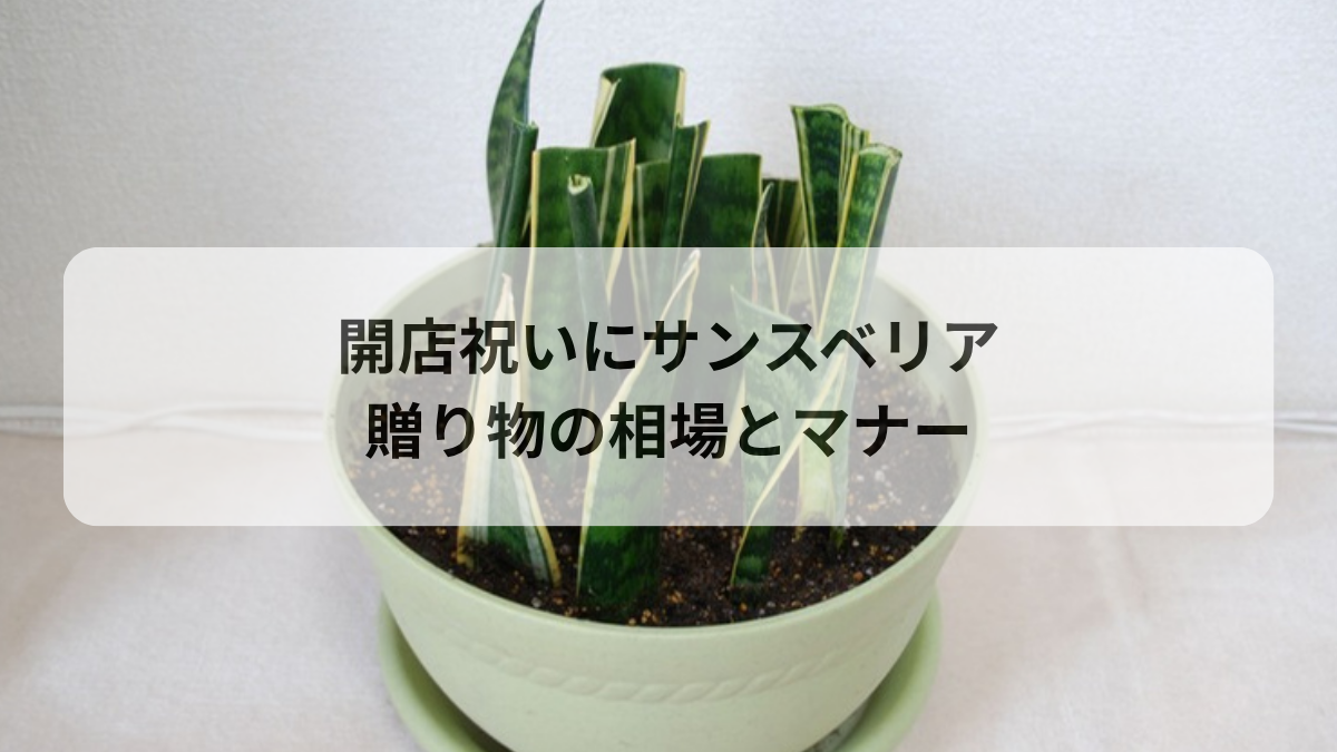 開店祝いにサンスベリアは最適？贈り物向けサイズ・相場とマナー解説