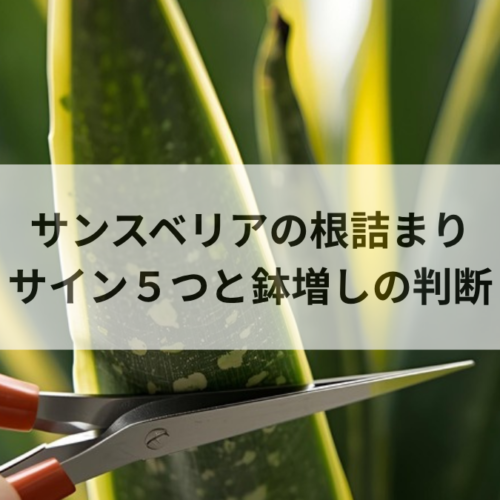 サンスベリアの根詰まりサイン5つ｜放置するリスクと鉢増しの判断基準