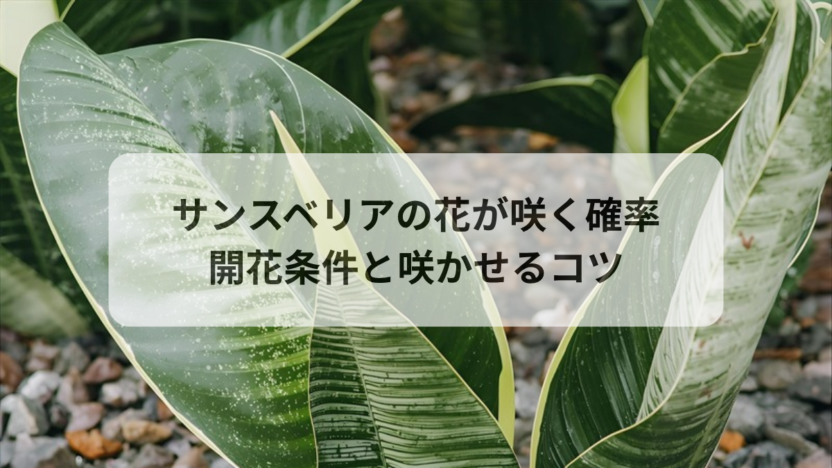サンスベリアの花が咲く確率は？開花条件と咲かせる育て方のコツ