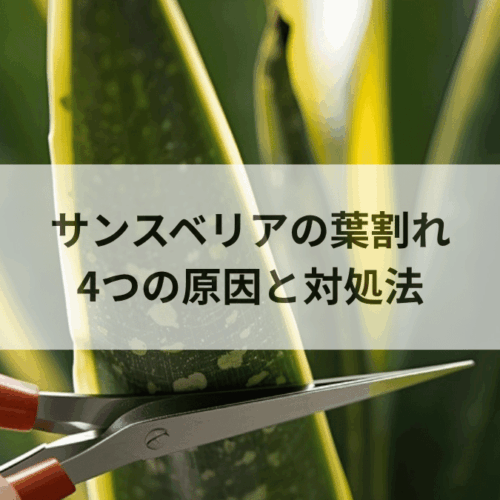 サンスベリアの葉が割れる4つの原因｜裂けた葉の対処法と予防を解説