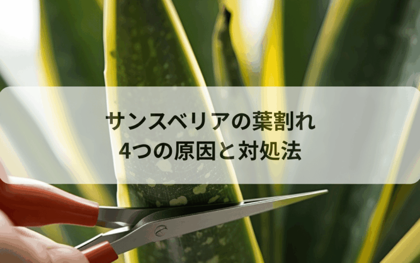 サンスベリアの葉が割れる4つの原因｜裂けた葉の対処法と予防を解説