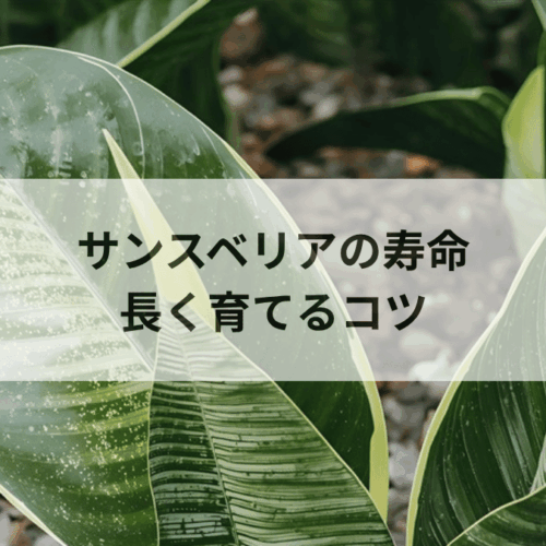 サンスベリアの寿命は何年？長く育てるコツと枯れる原因を徹底解説