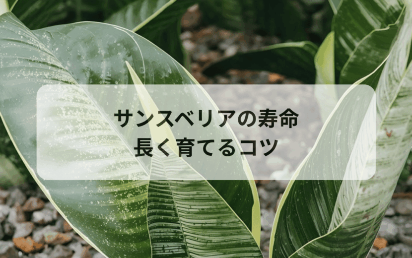 サンスベリアの寿命は何年？長く育てるコツと枯れる原因を徹底解説