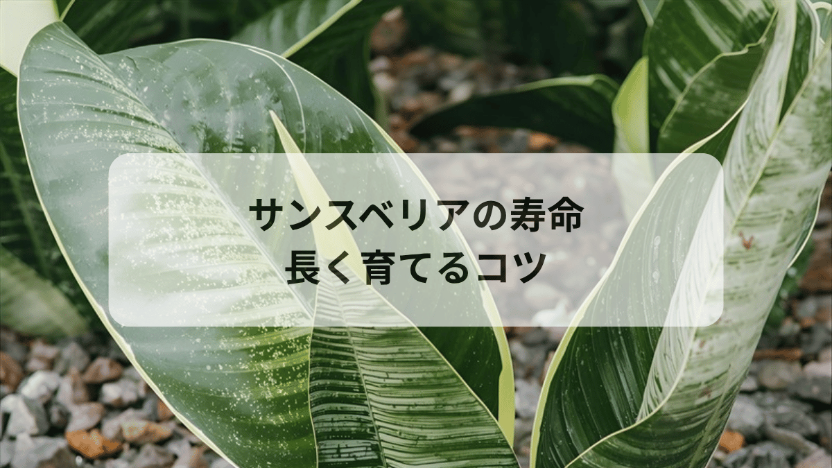 サンスベリアの寿命は何年？長く育てるコツと枯れる原因を徹底解説